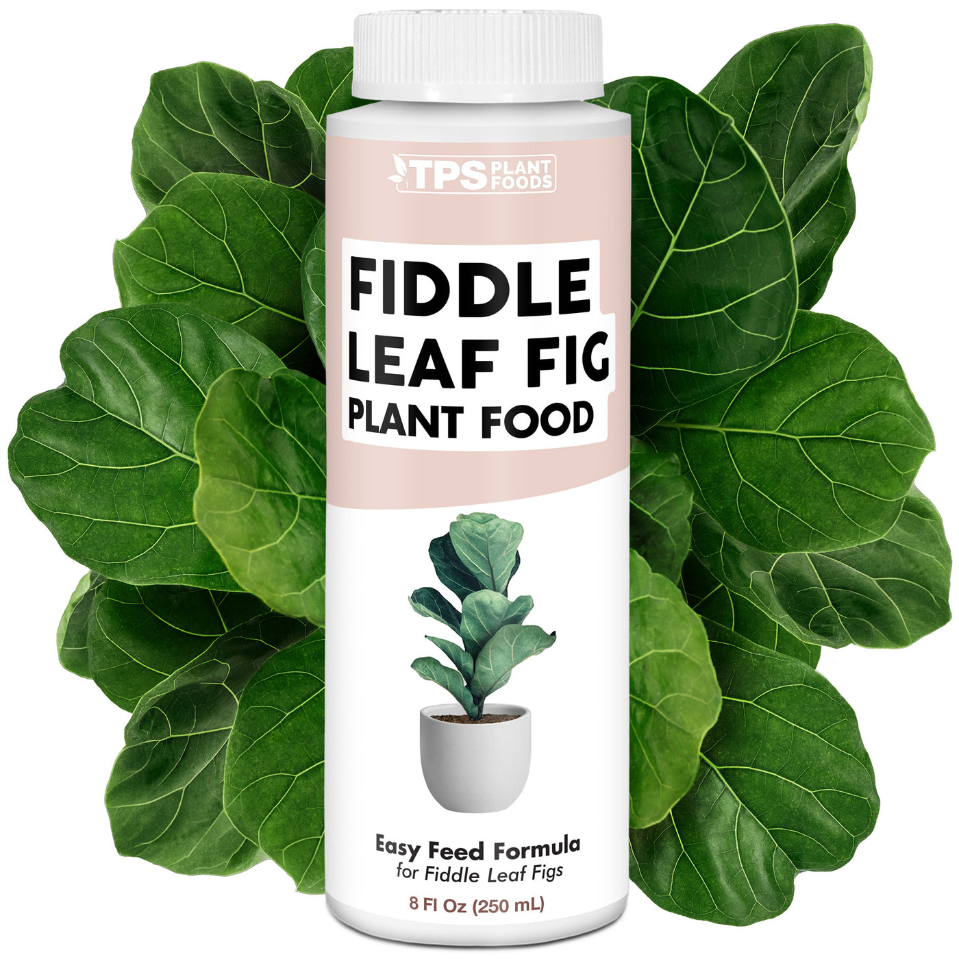 Fiddle Leaf Fig Plant Food