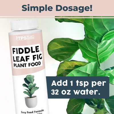 Fiddle Leaf Fig Plant Food