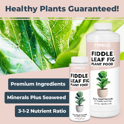 Fiddle Leaf Fig Plant Food