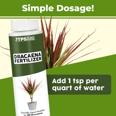 Dracaena Fertilizer