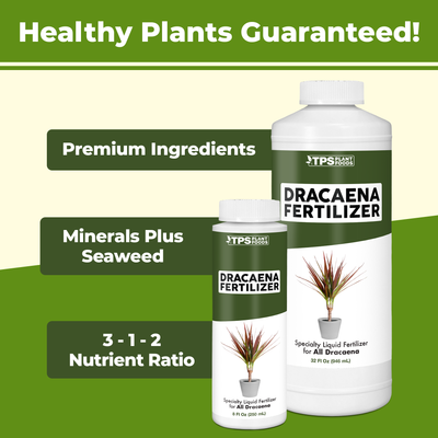 Dracaena Fertilizer