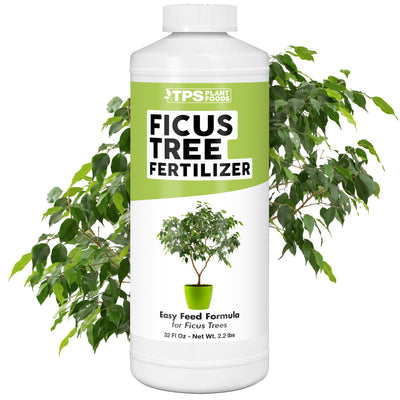 Ficus Fertilizer