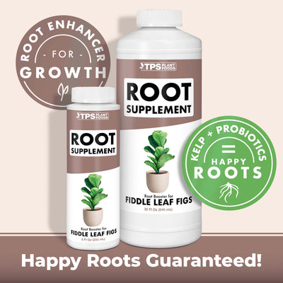 Fig Root Supplement