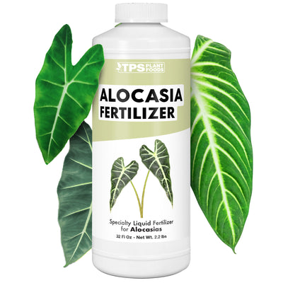 Alocasia Fertilizer