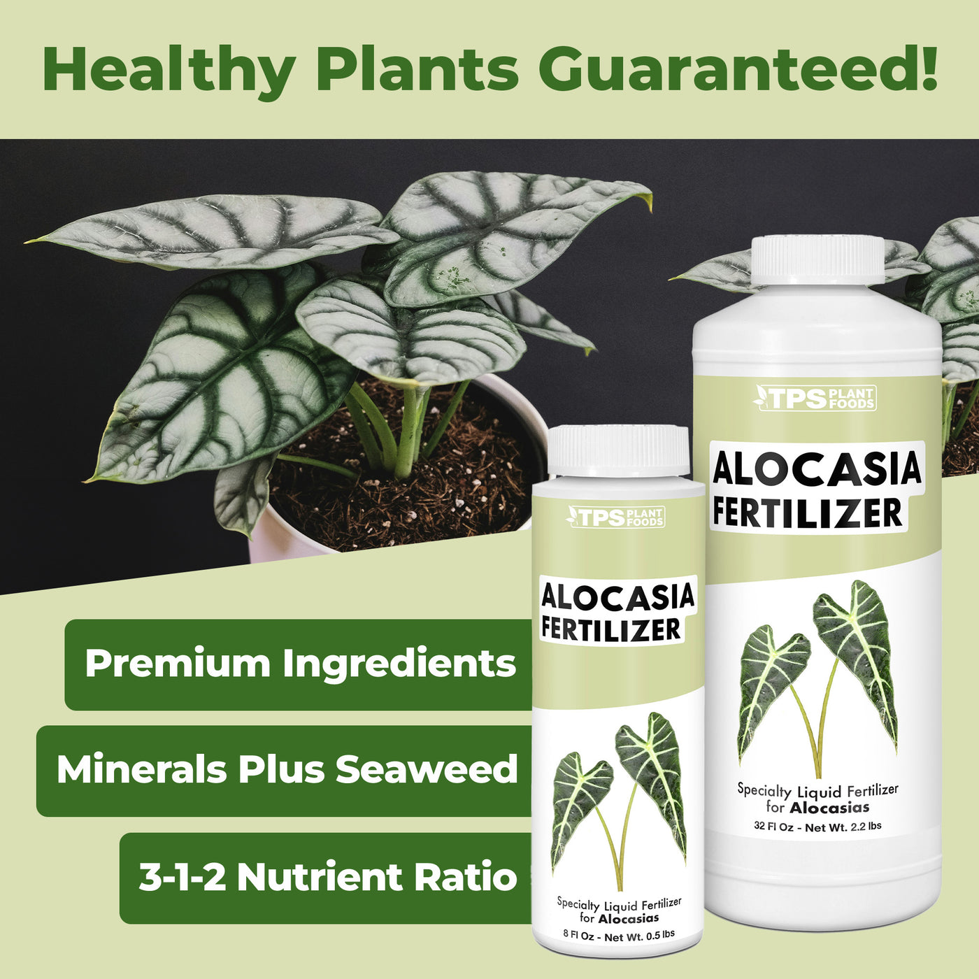 Alocasia Fertilizer