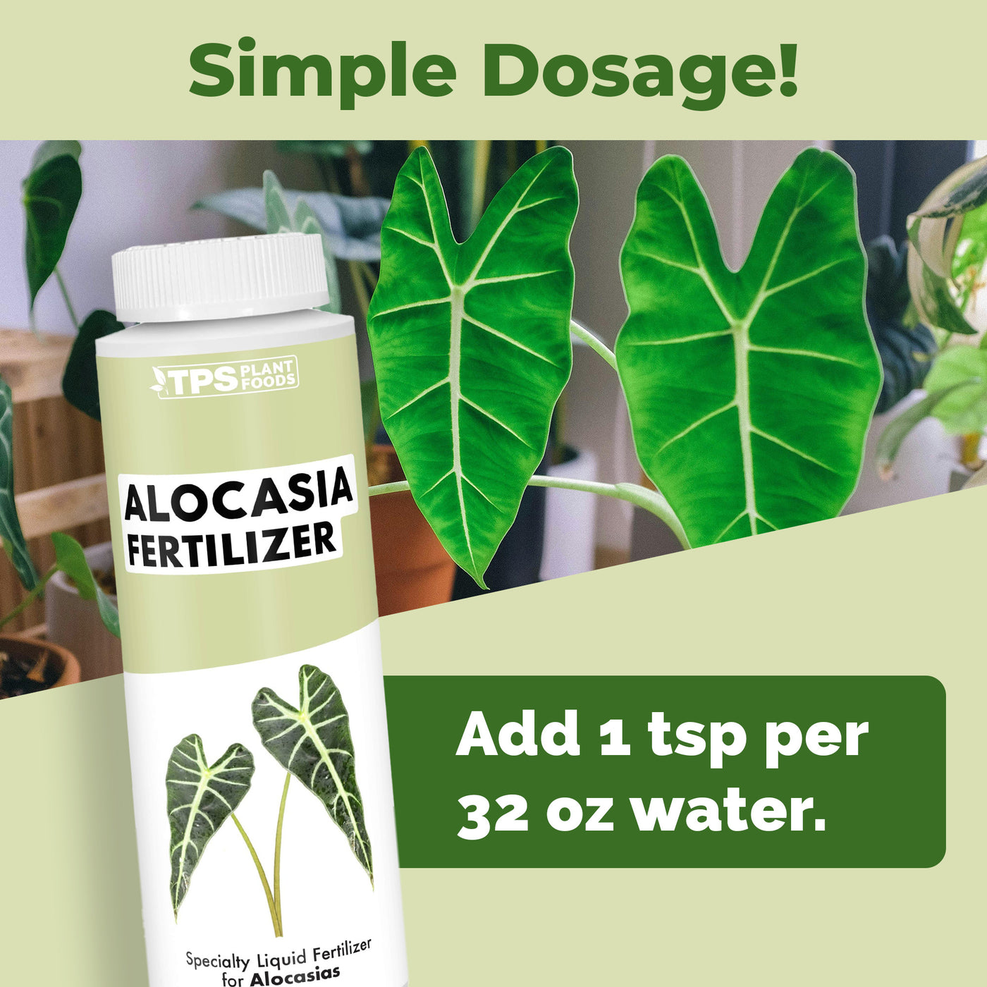 Alocasia Fertilizer