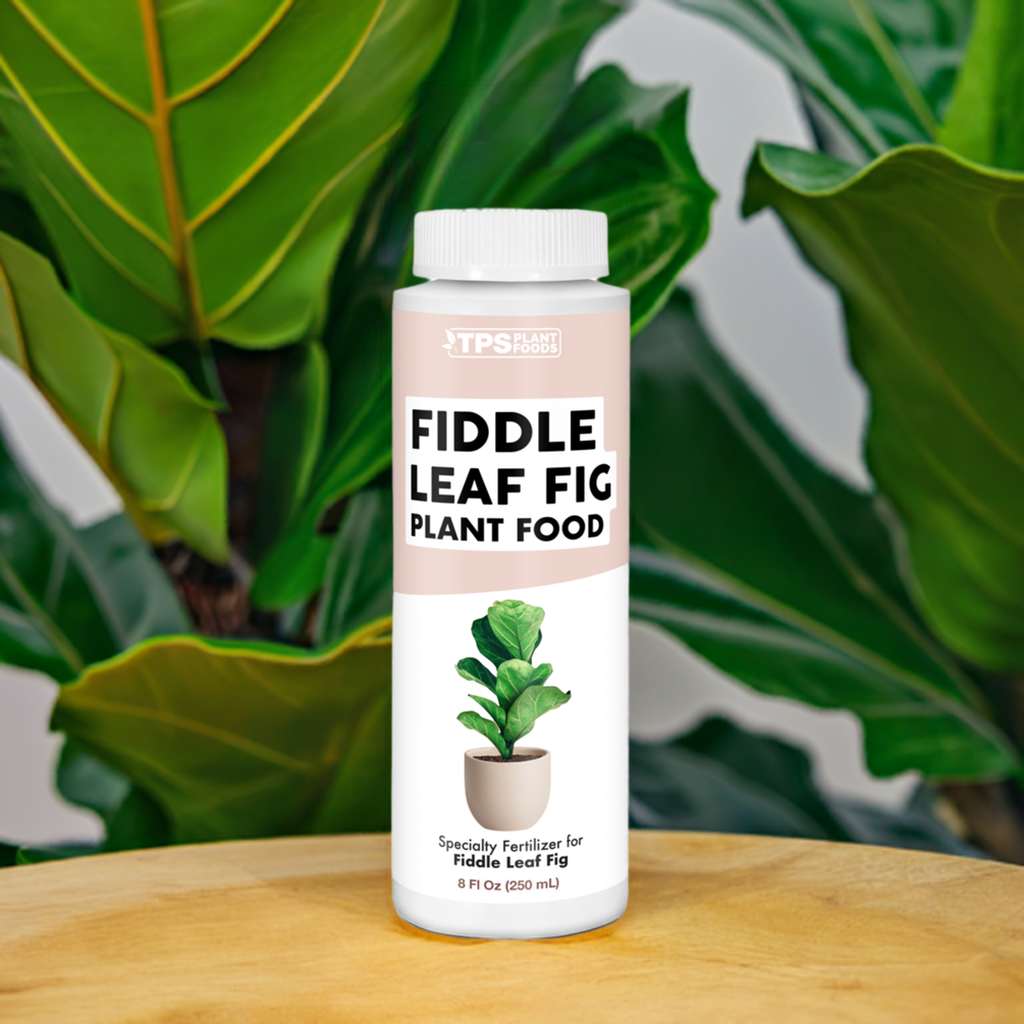 Fiddle Leaf Fig Plant Food